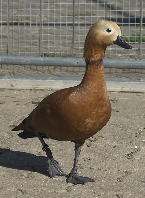 嘹亮助威